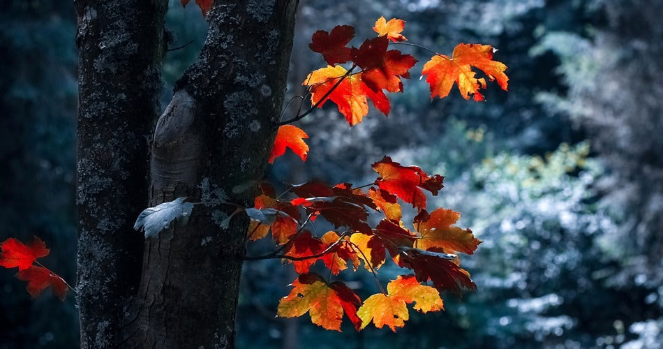 Asian Funeral Letter Tributes